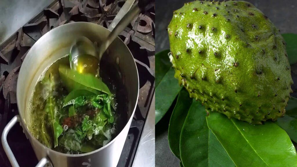 Esta es manera correcta de preparar el té de hojas de guanábana para